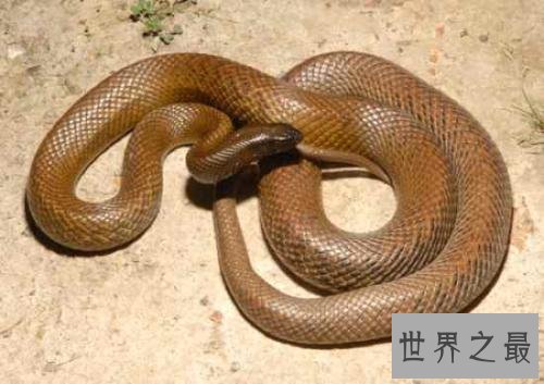 世界十大毒蛇,毒液轻松毒死一群成人!