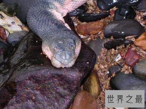 世界十大毒蛇,毒液轻松毒死一群成人!