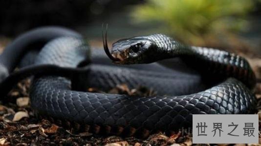 世界十大毒蛇,毒液轻松毒死一群成人!