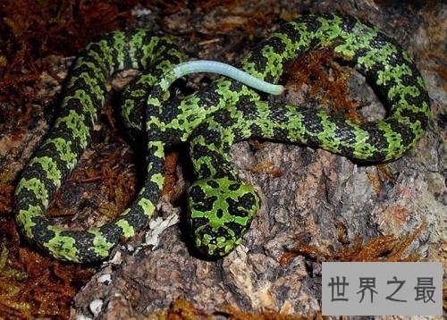 世界十大毒蛇,毒液轻松毒死一群成人!
