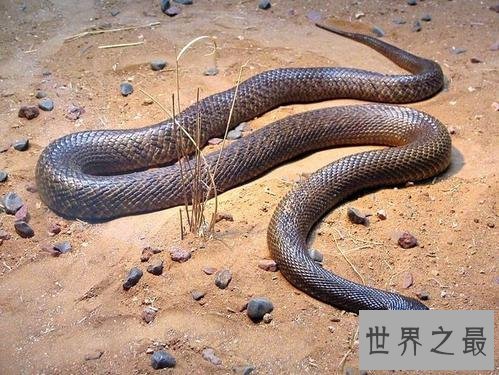 世界十大毒蛇,毒液轻松毒死一群成人!