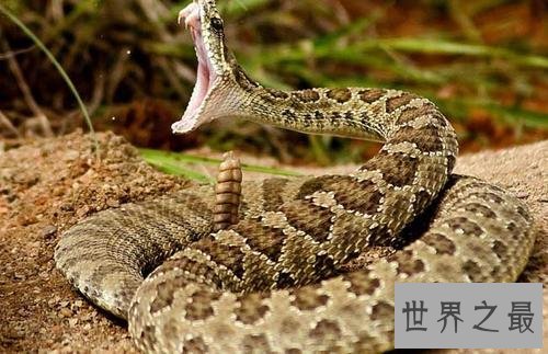 世界十大毒蛇,毒液轻松毒死一群成人!