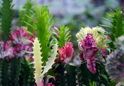 ​春峰与家居风格的搭配-春峰在家居中的作用