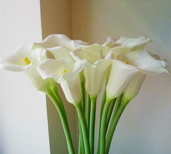 马蹄莲暗红色花语