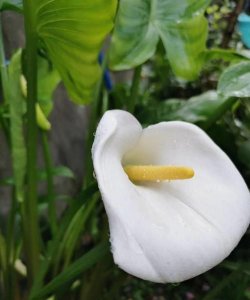 ​马蹄莲花语，千金记 马蹄莲花语？