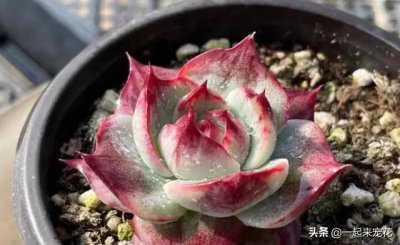 ​便宜好养又好看的多肉（8款经典的高颜值多肉）