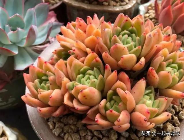 便宜好养又好看的多肉（8款经典的高颜值多肉）(5)