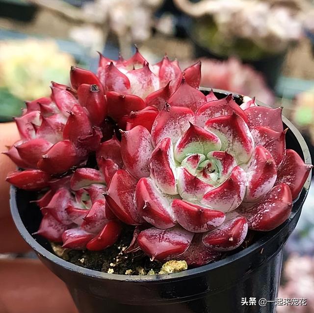 便宜好养又好看的多肉（8款经典的高颜值多肉）(6)