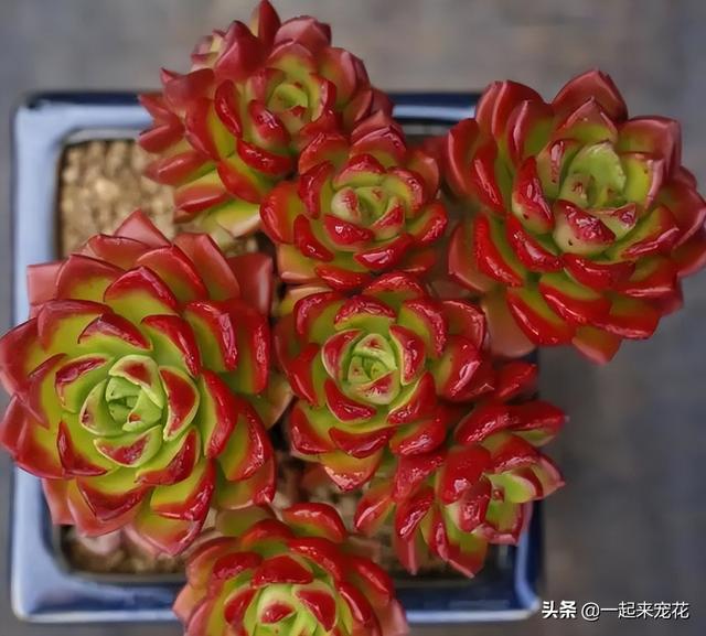 便宜好养又好看的多肉（8款经典的高颜值多肉）(4)