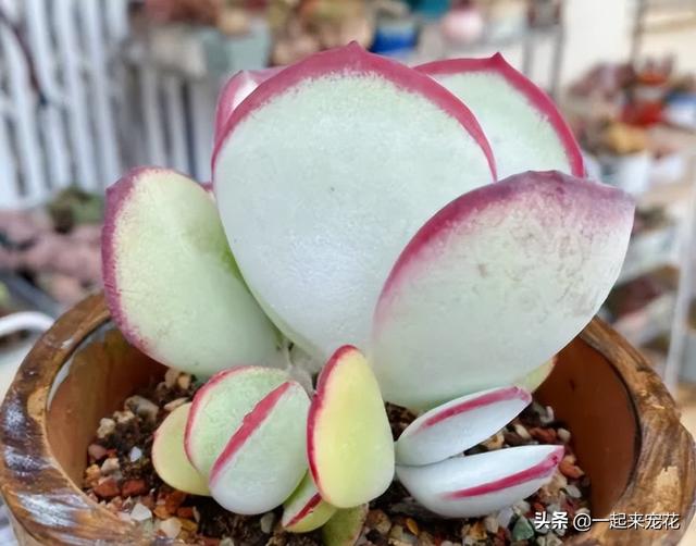 便宜好养又好看的多肉（8款经典的高颜值多肉）(8)