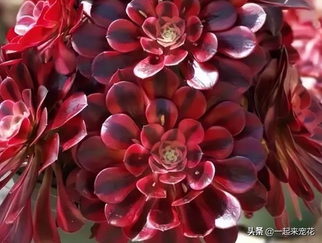 便宜好养又好看的多肉（8款经典的高颜值多肉）(7)