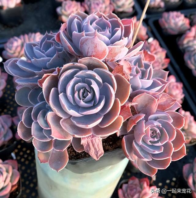 便宜好养又好看的多肉（8款经典的高颜值多肉）(3)