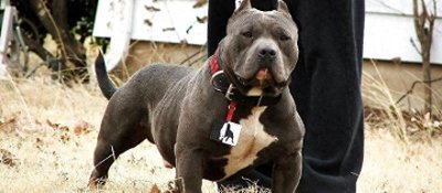 ​世界猛犬图集