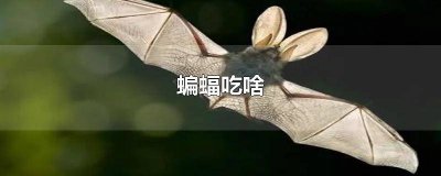 ​野生蝙蝠吃什么 我的世