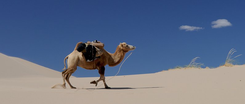 camel-692648__340.jpg