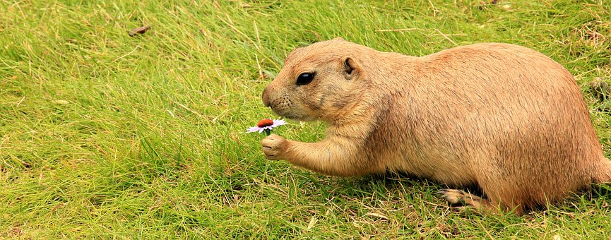 prairie-dog-1590375__340.jpg