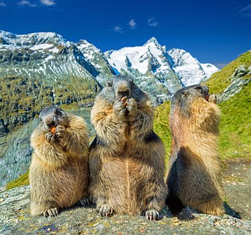 marmots-4936688__340.jpg