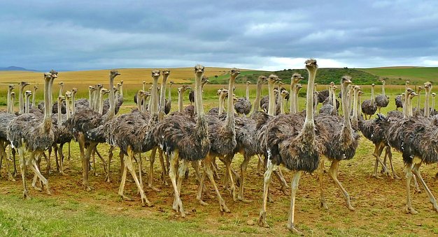 ostriches-838976__340.jpg