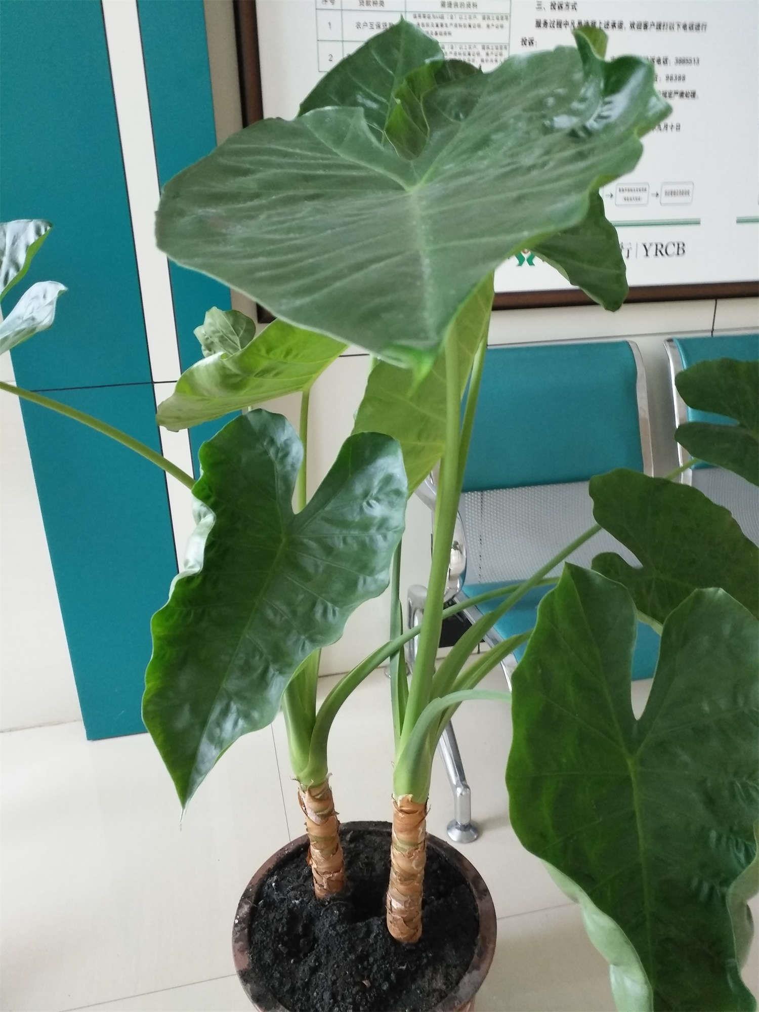 滴水观音 滴水观音