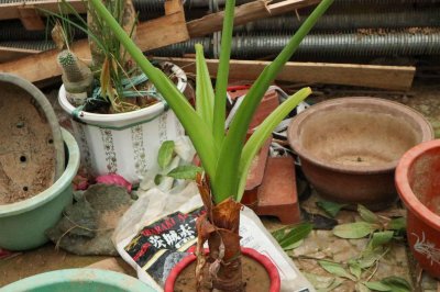 ​滴水观音夏天怎么养