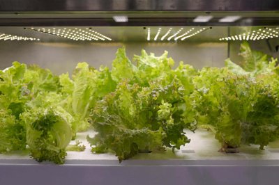 ​生菜可以生吃吗，怎么做好吃