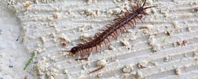 ​蜈蚣怕不怕风油精的气味