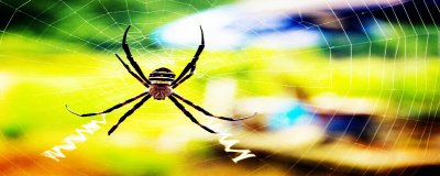 ​蜘蛛的哪个感官最灵敏