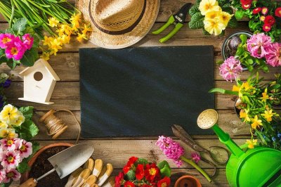 ​豆腐树的扦插法