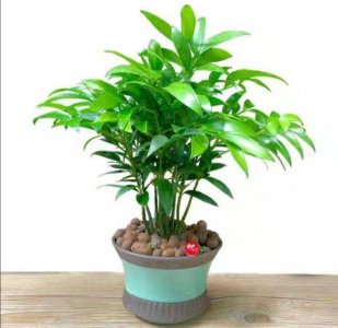 ​盆栽竹柏的养殖方法 盆栽竹柏的养殖方法，掌握这几点，轻松养好竹柏