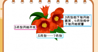 ​石榴花什么季节开花
