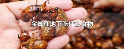 ​金蝉在地下吃什么食物