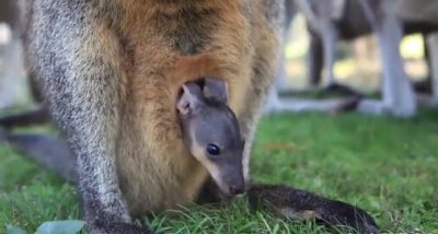 ​澳小袋鼠探出妈妈育儿袋窥探世界萌翻网友