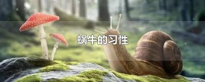 ​蜗牛的习性
