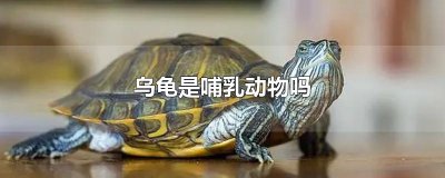 ​乌龟是哺乳动物吗