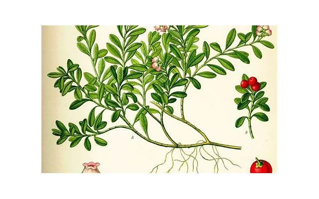 试管移植后有什么饮食禁忌吗