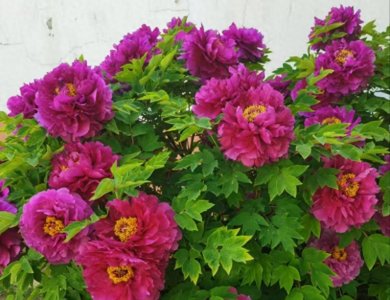 ​青岛故事丨特殊的家人④：见证大爱，洛阳红牡丹绽放青岛西海岸