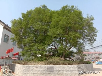 ​高洪宪：狗脊骨树和传说故事