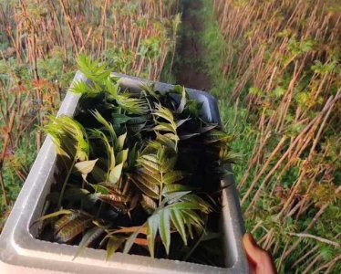 ​一样是香椿，要搞清“红叶”和“绿叶”的区别，弄懂再买不浪费钱