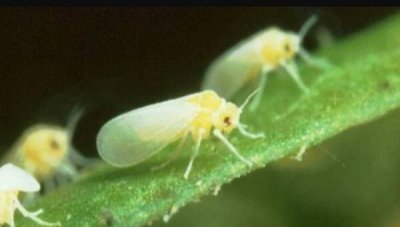 ​白飞虱对于人的妨害，躲免飞进眼睛/没有会自动侵袭人类