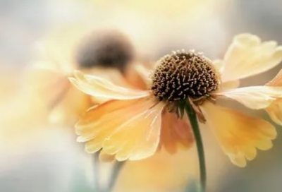 ​儿童睡前故事小猫种鱼31篇