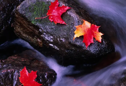 1695465486323602.png image.png