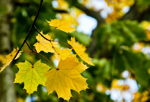 1702700783475811.png image.png