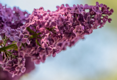 ​僧人达摩渡江的故事