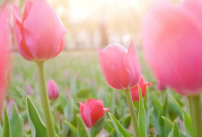 ​梁祝化蝶的传说故事