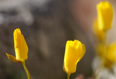 ​小说七侠五义之蒋平娶亲的故事