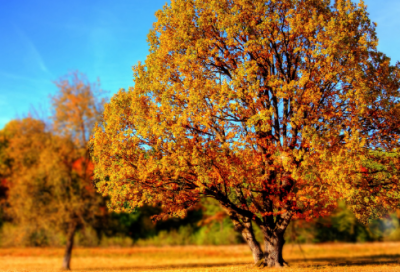 ​司马光救友显才智 司马光砸缸的故事