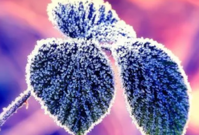 ​金城公主进藏嫁与赞普的故事