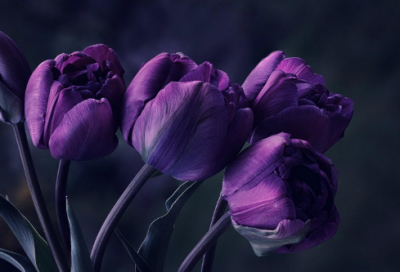 ​李隆基和杨贵妃的爱情故事 李隆基的太子是何人