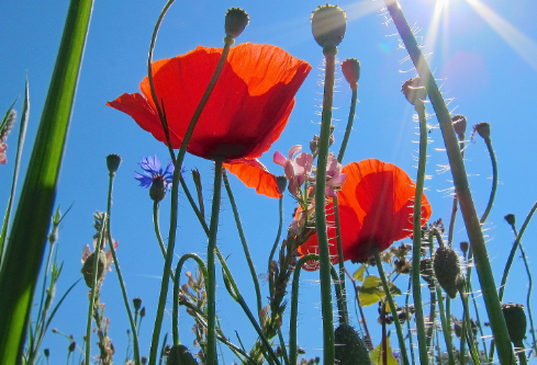 1702724343124392.png image.png