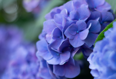 ​彰显张之洞魅力的故事 张之洞与梁启超的关系